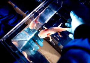 Axolotls aur Flatworms Ki Regeneration Power: Scientists Ne Kya Naya Paya?