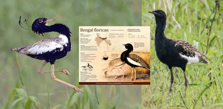 Assam Wildlife Crime: Endangered Bengal Florican Ko Pakane Ki Photos Viral, 2 Arrest
