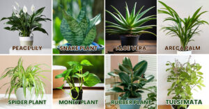 Bedroom Ke Liye Best Indoor Plants: Raat Me Air Purify Karne Wale 8 Paudhe