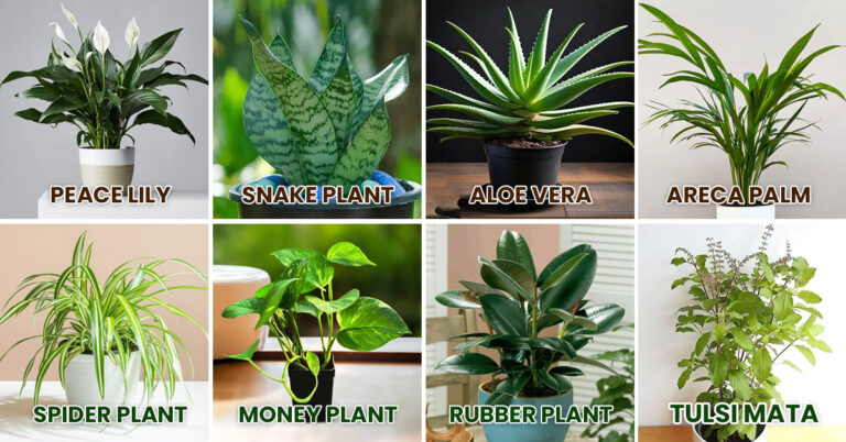Bedroom Ke Liye Best Indoor Plants: Raat Me Air Purify Karne Wale 8 Paudhe