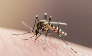 Chikungunya Cases Surge in Tamil Nadu, State Government Issues Health Alert and Steps Up Surveillance