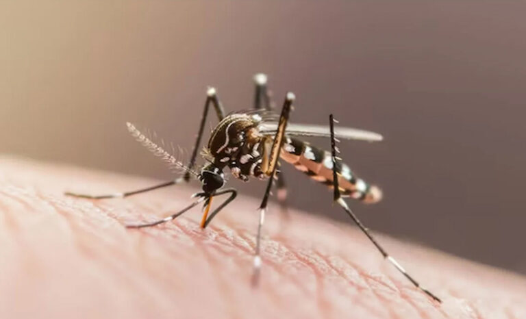 Chikungunya Cases Surge in Tamil Nadu, State Government Issues Health Alert and Steps Up Surveillance