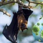 Nipah Virus Alert: Alipore Zoo Kolkata Mein Bats Ka RT-PCR Test
