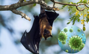 Nipah Virus Alert: Alipore Zoo Kolkata Mein Bats Ka RT-PCR Test