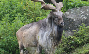 Kashmir Outrage After Video Shows Alleged Killing of Rare Markhor in Kazinag National Park