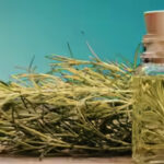 Can Rosemary Oil Regrow Hair? What Science Really Says About Hair Loss
