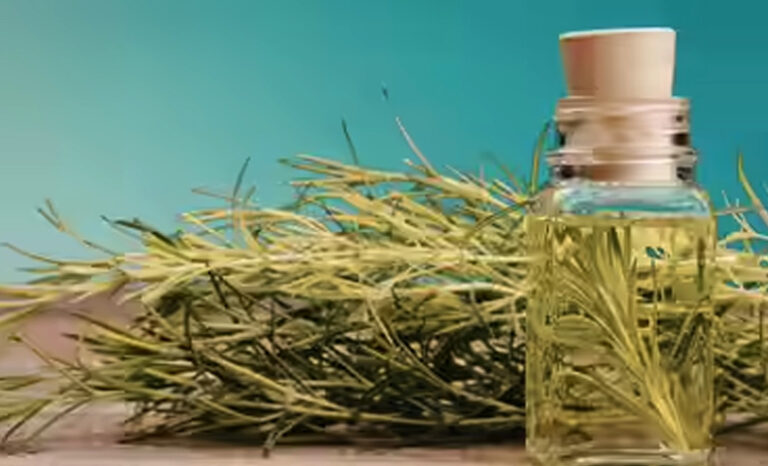 Can Rosemary Oil Regrow Hair? What Science Really Says About Hair Loss