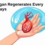 The Organ That Regenerates Every 3 Days (And Your Doctor Never Mentions It)