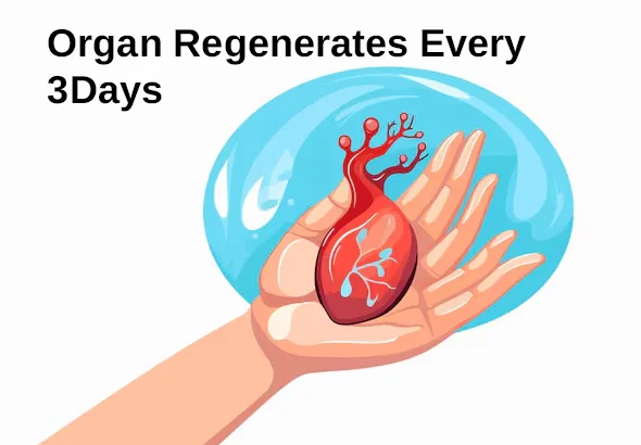 The Organ That Regenerates Every 3 Days (And Your Doctor Never Mentions It)